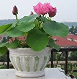 Bonsai Lotus / Wasser Lily Blume Bowl-Pond 5 Frische Samen / pinke Farbe Lotus