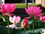 Bonsai Lotus / Wasser Lily Blume Bowl-Pond 5 Frische Samen / pinke Frau Lotus