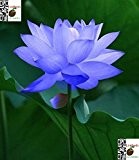 Bonsai Lotus / Wasser Lily Blume Bowl-Pond 5 Frische Samen / Saphir Lotus