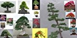 Bonsai Samen, Samen für Bonsai-Bäumchen im Set, Nadelbäume/Laubbäume/blühende Pflanzen - 10 Päckchen, 100 Samen