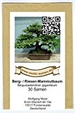 Bonsai - Sequoiadendron giganteum - Bergmammutbaum (30 Samen)