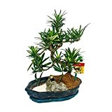 Bonsai Steineibe - Podocarpus - Felslandschaft mit China-Miniatur - 25cm Schale