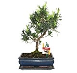 Bonsai Steineibe - Podocarpus macrophyllus - ca. 10 Jahre