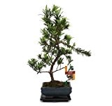 Bonsai Steineibe - Podocarpus macrophyllus - ca. 6 Jahre