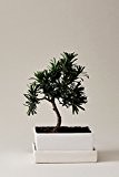 Bonsai Steineibe | Podocarpus | mit Schale und Untersetzer als Tischdeko in Erde | EVRGREEN