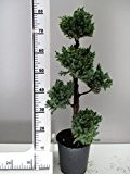 Bonsai, Wacholder, Juniperus squamata Meyeri, Höhe:70-80 cm