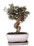 Bonsai Wild Olive (olea sylvestris), ca. 10 Jahre, ca. 33 cm hoch
