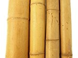 BOOGARDI Moso Bambus Natur 10-12cm x 200cm | Viele Arten und Größen | Bambusrohr, Bambusstange, Bambusstäbe, Rankhilfe