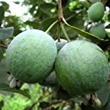 Brasilianische Guave FEIJOA 60 cm 5 L Co.