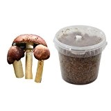 Braunkappen-Substratbrut Pilzbrut, Pilze selber züchten, Pilzzucht