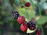 Brombeere 'Black Satin' - Rubus fruticosa 'Black Satin' - Stachellos