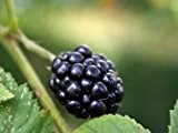 Brombeere 'Navaho' - Rubus fruticosa 'Navaho' - Leckere Obstsorte