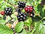 Brombeere - Rubus Fruchtiger - 1 pkt von 25 Samen. Gesund ureinwohner früchte pimentkörner