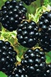 Brombeere - rubus fruticosus - Black Satin - saftig, weiche Früchte, sehr ertragreich
