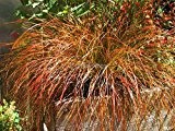 Bronze Segge Ziergras - Carex testacea Prairi Fire - verschiedene Größen (1 Ltr.)