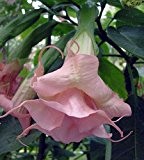 Brugmansia Ecuador Pink - Engelstrompete - 10 Samen