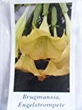 Brugmansia, Engelstrompete, Gelb. Supergrosse Blüten den ganzen Sommer über!! 5 Samen