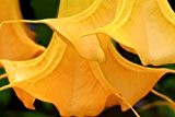 Brugmansia Orange Glory - Engelstrompete - 5 Samen