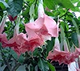 Brugmansia Pink Delight - Engelstrompete - 10 Samen