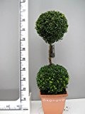 Buchsbaum 2er Kugel, Höhe: 100-110 cm, Bonsai, Buxus Formschnitt !
