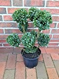 Buchsbaum Bonsai, Buxus PomPon, Höhe: 80-90 cm, Formpflanze