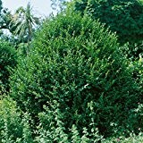Buchsbaum-Hecke, 5 Pflanzen,