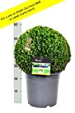 Buchsbaum Kugel 40cm + gratis Dünger. Zertifiziert mit dem TOPBUXUS ECO-PLANT-Label. Gezüchtet ohne Gift.