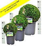 Buchsbaum Kugel in 3 Größen: 20cm, 30cm und 40cm + gratis Dünger. Zertifiziert mit dem TOPBUXUS ECO-PLANT-Label. Gezüchtet ohne Gift.