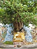 Buddha-Baum Ficus religiosa 30 Samen