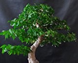 Buddha Baum / Pappel Feige (Ficus religiosa) - 100 Samen(mindestens) !!
