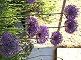 Budget - Line : Allium " Purple Rain " 10 Blumenzwiebeln