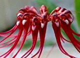 Bulbophyllum gracillimum - Anmutige Bulbophyllum - 100 Samen