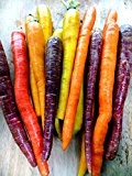 Bunten Karotte 100 Samen - Regenbogen Mix-weiß,gelb,orang,ro,lila