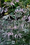 bunter Eschenahorn Acer negundo Flamingo 60 - 100 cm hoch im 5 Liter Pflanzcontainer