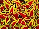 Buntnessel Samen, Coleus scutellariodes 5 Samen ' Rustic Red Giant Exhibition' Sorte mit riesigen Blättern