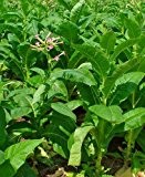 Burley Tobacco Nicotiana tabacum - Burley Tabak - 100 Samen