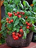 Busch-Tomate -Red Robin- 10 Samen -Balkon/Topf-Tomate-
