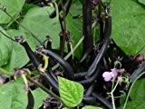 Buschbohne - Kidney-Bohne - Purple Teepee - 30 Samen