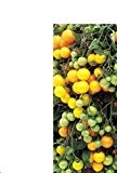 Buschtomate-Windowbox yellow 10 Samen