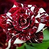 Buyer-first 20 Dragon Rose Samen Blumensamen Pflanzen Blumme Seeds (Rot)