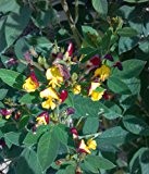 Cajanus cajan, mehrjaehrige Nutzpflanze-essbare Erbsen, seltene Samen!!