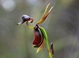 Caleana major - fliegende Ente Orchidee - 20 Samen