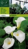 Calla / Zantedeschia " Aethiopica "