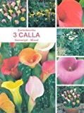 Calla / Zantedeschia Mix 3 Zwiebeln