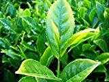 Camellia sinensis echte Teepflanze Tee Teestrauch Pflanze 10cm Darjeeling Ceylon