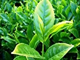 Camellia sinensis echte Teepflanze Tee Teestrauch Pflanze 20cm Darjeeling Ceylon