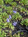 Campanula cochleariifolia Bavaria Blue - Zwerg-Glockenblume, 6 Pflanzen