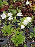 Campanula cochleariifolia Bavaria White - Zwerg-Glockenblume, 6 Pflanzen