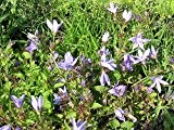 Campanula garganica - Adria-Glockenblume, 24 Pflanzen