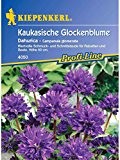 Campanula glomerata Kräuel-Glockenblume violettblau